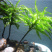 万年藓水草活体耐活耐低温苔藓鱼缸水族箱生态瓶雨淋缸造景水