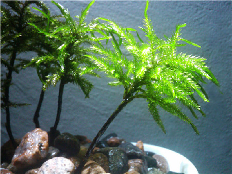 万年藓水草活体耐活耐低温苔藓鱼缸水族箱生态瓶雨淋缸造景水