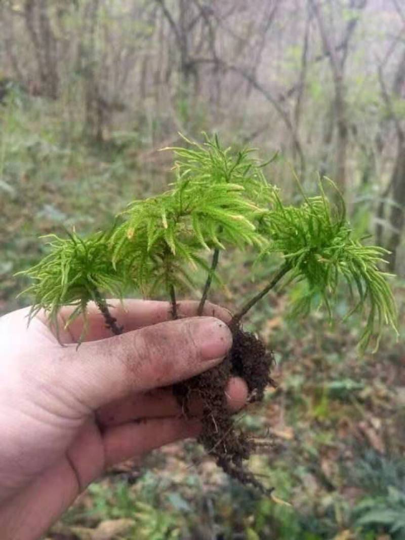 万年藓水草活体耐活耐低温苔藓鱼缸水族箱生态瓶雨淋缸造景水