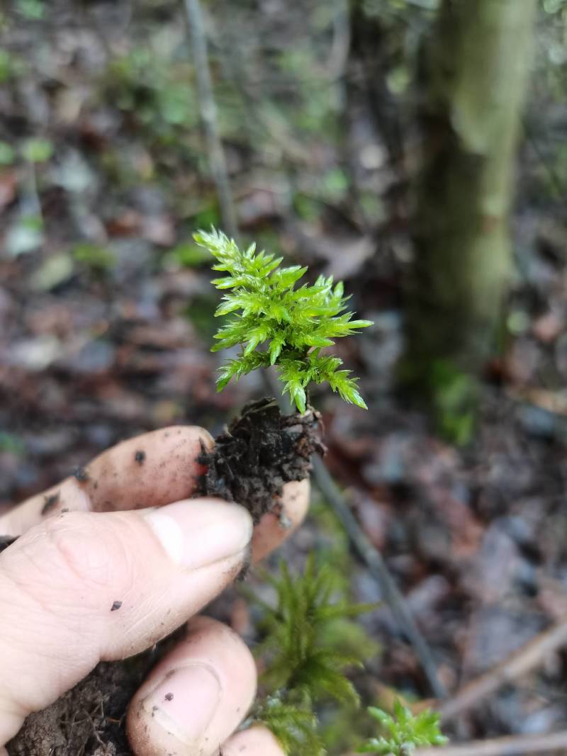 万年藓水草活体耐活耐低温苔藓鱼缸水族箱生态瓶雨淋缸造景水