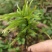 万年藓水草活体耐活耐低温苔藓鱼缸水族箱生态瓶雨淋缸造景水