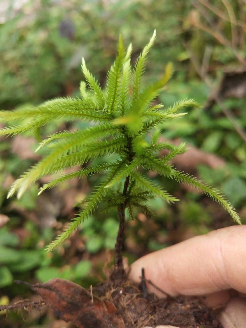 万年藓水草活体耐活耐低温苔藓鱼缸水族箱生态瓶雨淋缸造景水
