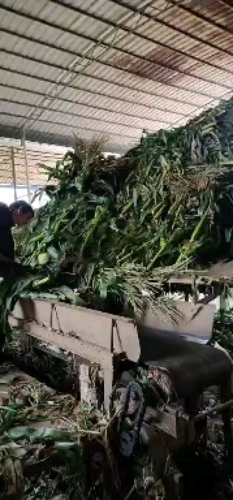 青贮甜玉米秸秆，皇竹草，青贮甘蔗尾梢，裹包青贮甘蔗