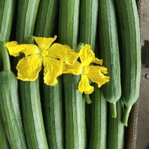 小黄花丝瓜笨花葫芦娃杂交瓜