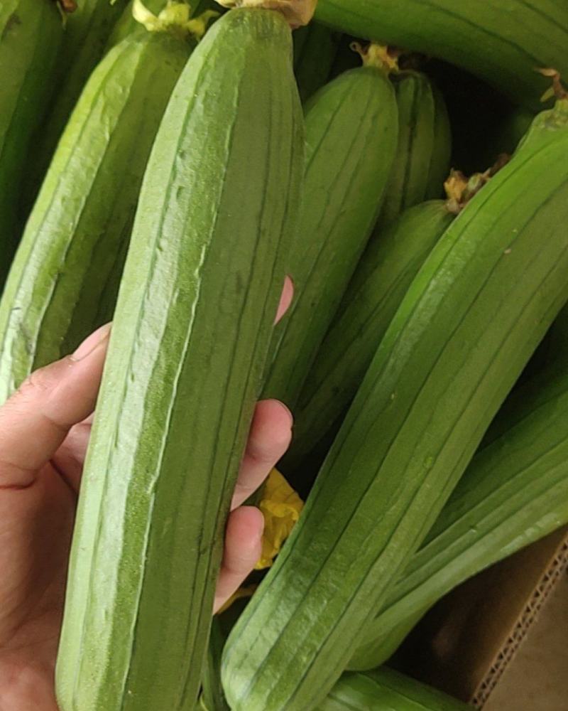 小黄花丝瓜笨花葫芦娃杂交瓜