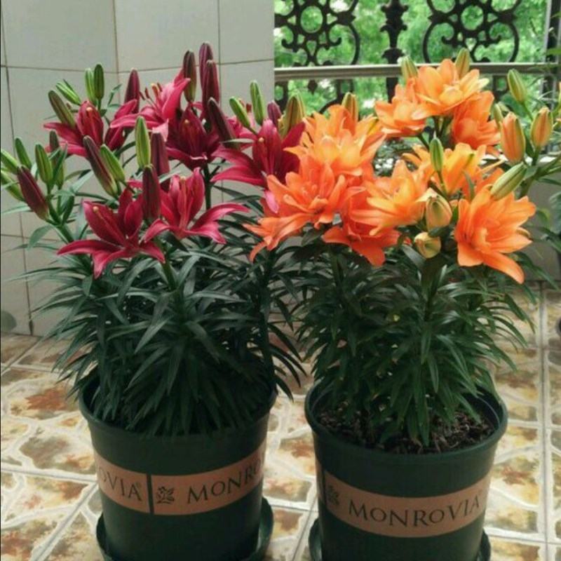 进口百合种球进口香水百合种球简单易种水培土培
