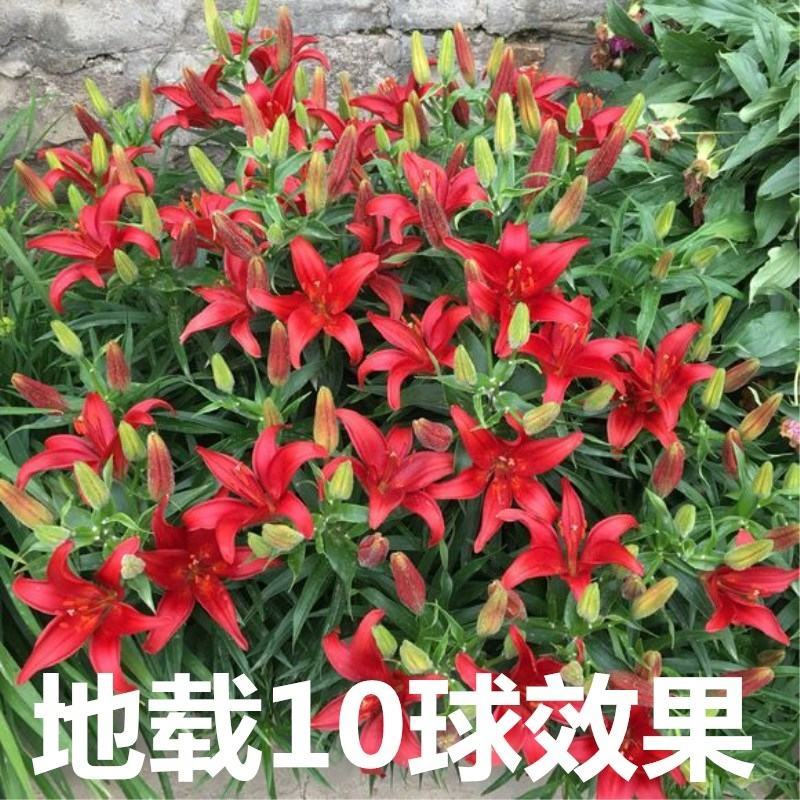 进口百合种球进口香水百合种球简单易种水培土培