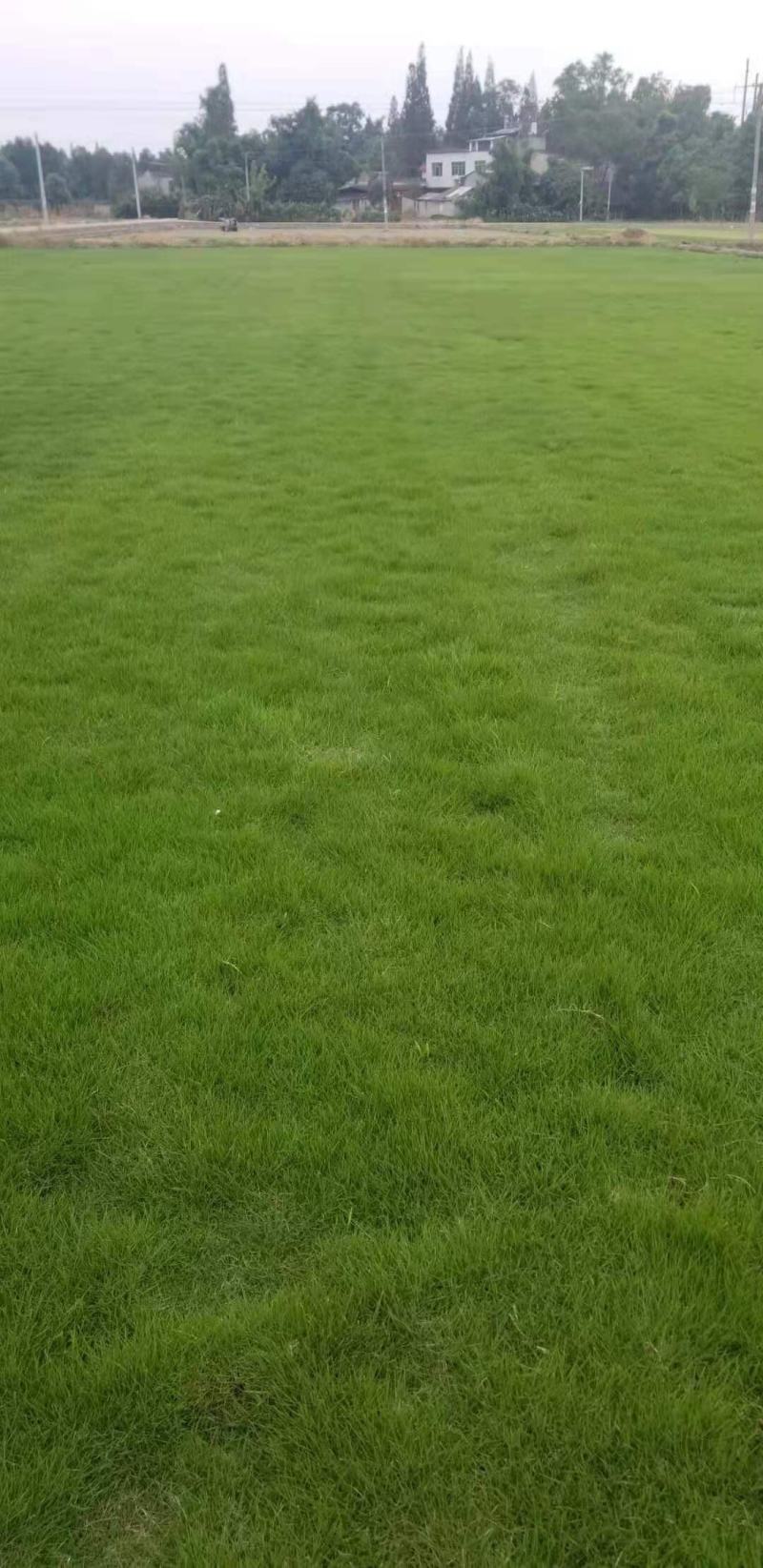 台湾二号.混播草坪百慕大草坪