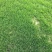 台湾二号.混播草坪百慕大草坪