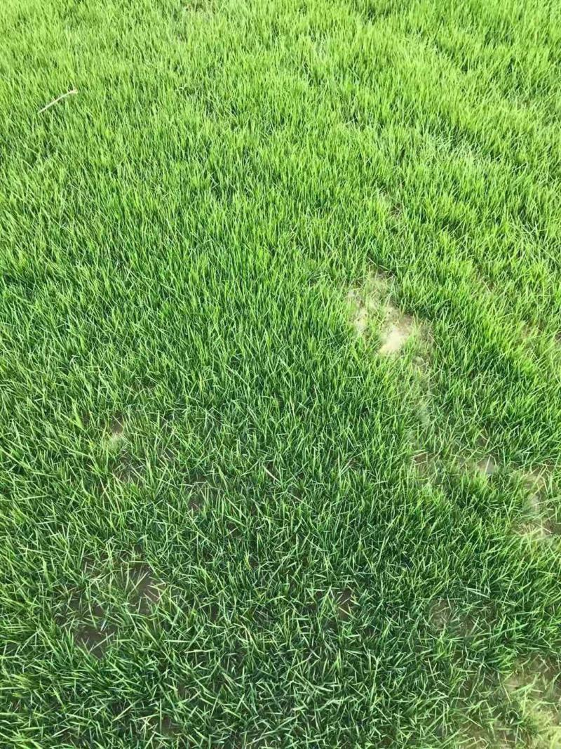 台湾二号.混播草坪百慕大草坪