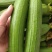 小黄花丝瓜笨花葫芦娃杂交瓜