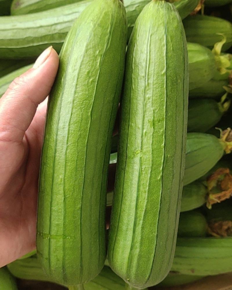 小黄花丝瓜笨花葫芦娃杂交瓜