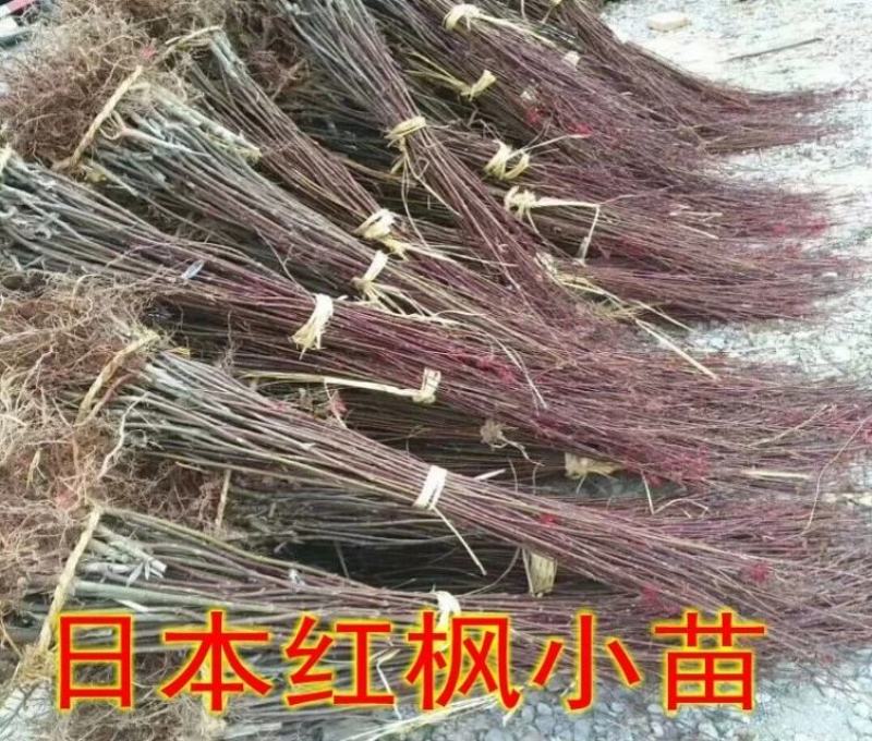 红枫树苗四季中国红庭院正宗日本紅舞姬盆景绿化植物苗木园林