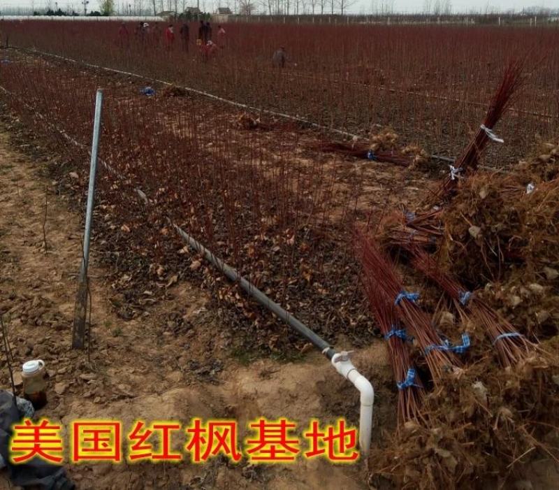 红枫树苗四季中国红庭院正宗日本紅舞姬盆景绿化植物苗木园林