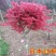 红枫树苗四季中国红庭院正宗日本紅舞姬盆景绿化植物苗木园林