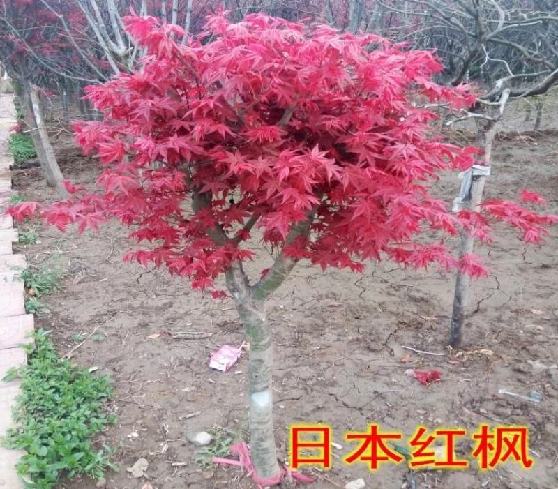 红枫树苗四季中国红庭院正宗日本紅舞姬盆景绿化植物苗木园林