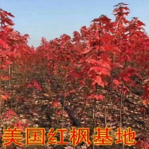 红枫树苗四季中国红庭院正宗日本紅舞姬盆景绿化植物苗木园林