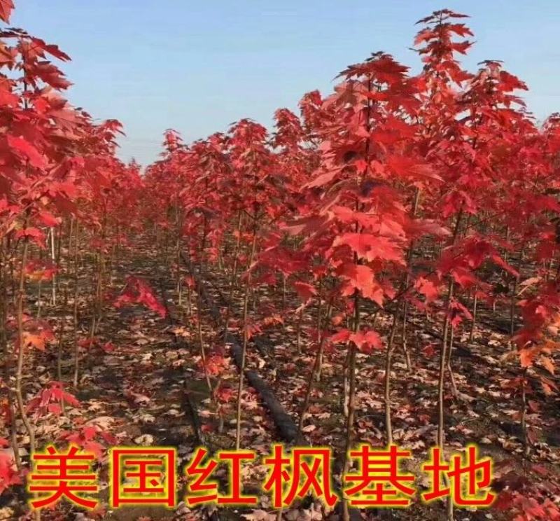 红枫树苗四季中国红庭院正宗日本紅舞姬盆景绿化植物苗木园林