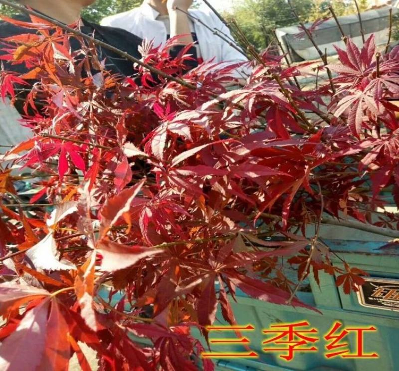 红枫树苗四季中国红庭院正宗日本紅舞姬盆景绿化植物苗木园林
