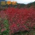 红枫树苗四季中国红庭院正宗日本紅舞姬盆景绿化植物苗木园林