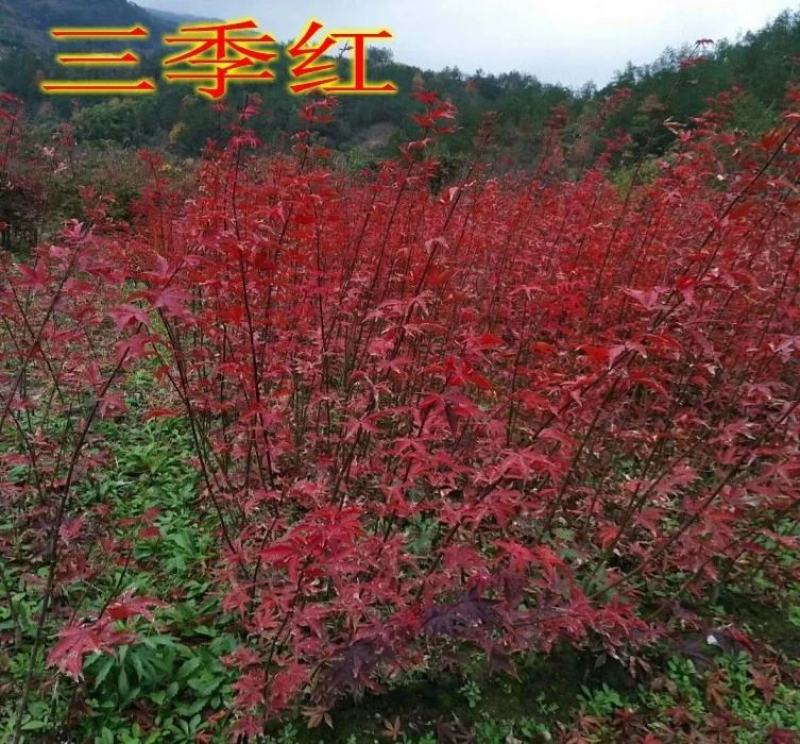 红枫树苗四季中国红庭院正宗日本紅舞姬盆景绿化植物苗木园林