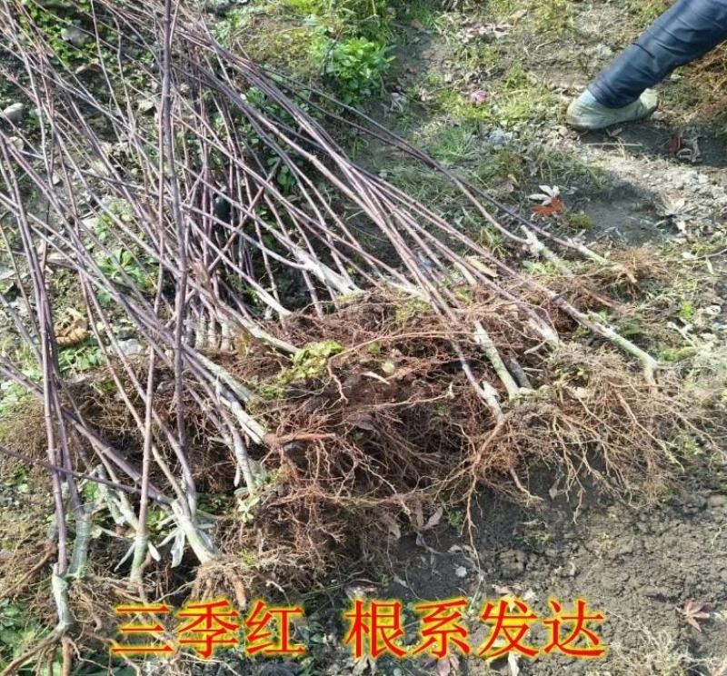 红枫树苗四季中国红庭院正宗日本紅舞姬盆景绿化植物苗木园林