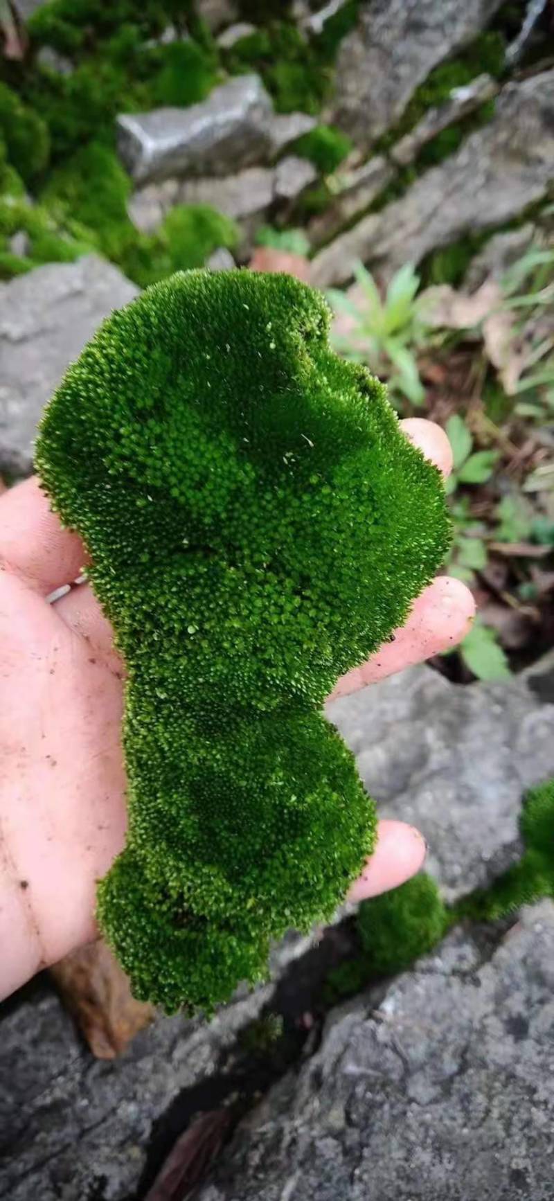 鲜活苔藓新鲜朵朵藓上水石植物假山草吸水石青苔种子盆景花盆