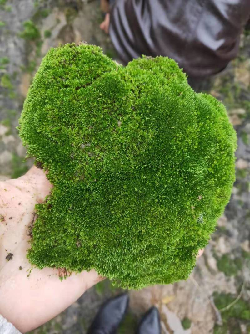 鲜活苔藓新鲜朵朵藓上水石植物假山草吸水石青苔种子盆景花盆