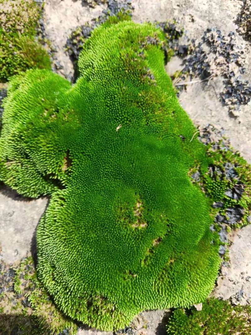 鲜活苔藓新鲜朵朵藓上水石植物假山草吸水石青苔种子盆景花盆