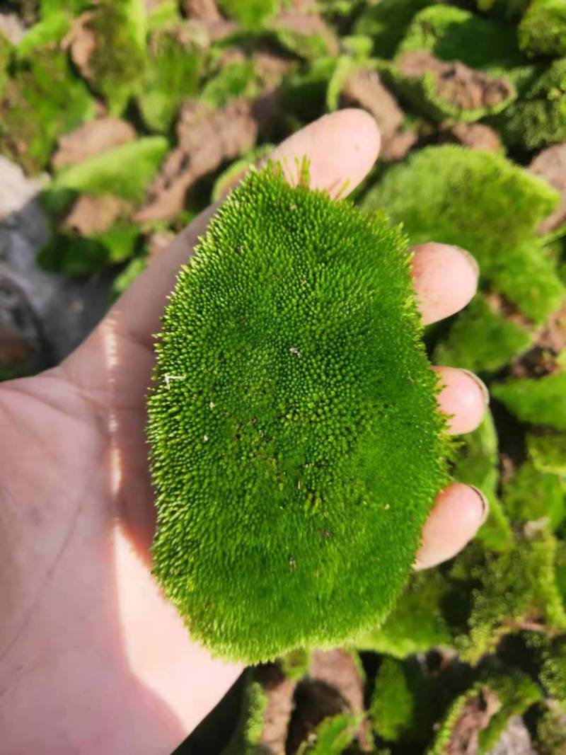 鲜活苔藓新鲜朵朵藓上水石植物假山草吸水石青苔种子盆景花盆