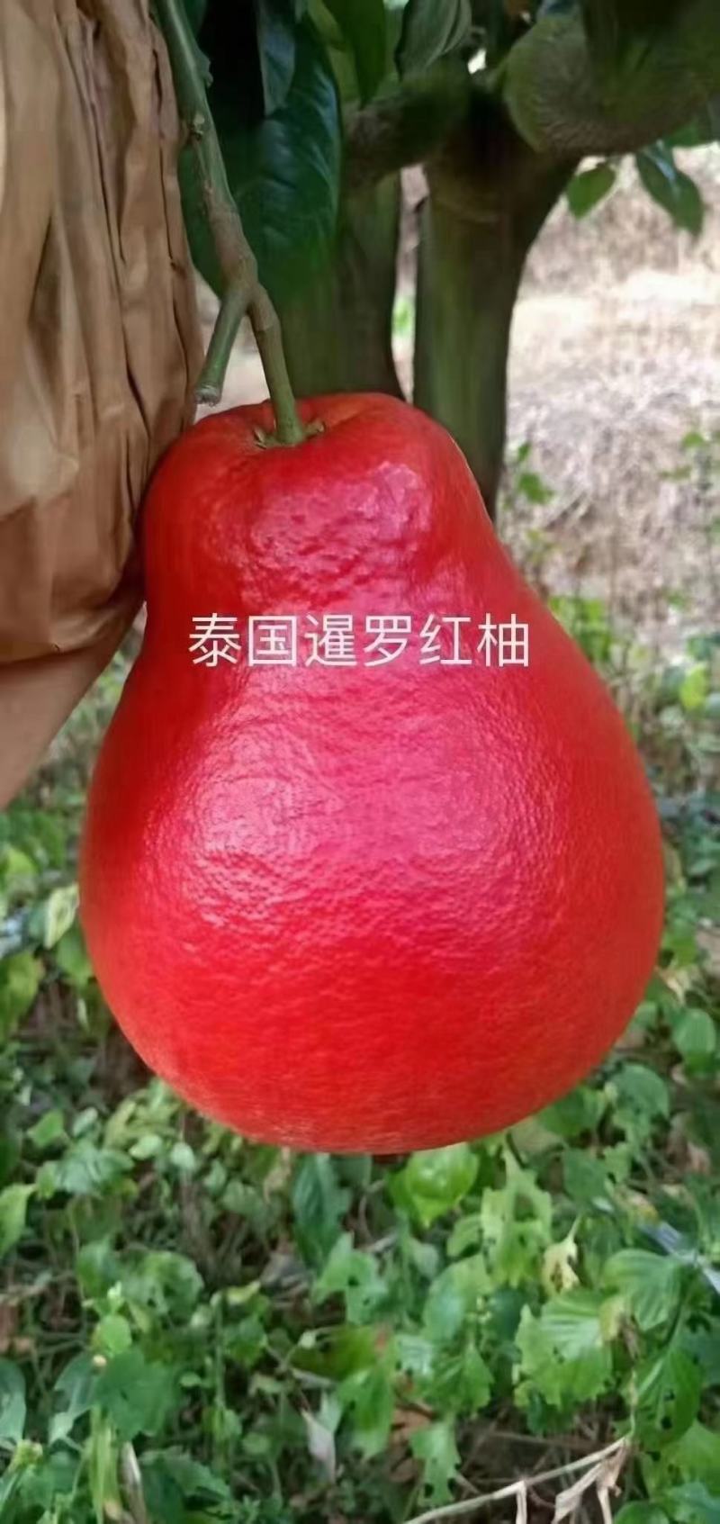 泰国暹罗红柚苗精品嫁接苗新引入品种，品质保证
