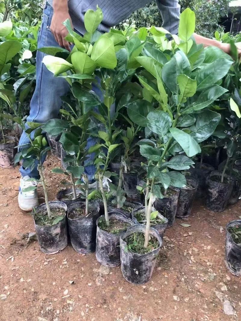泰国暹罗红柚苗精品嫁接苗新引入品种，品质保证