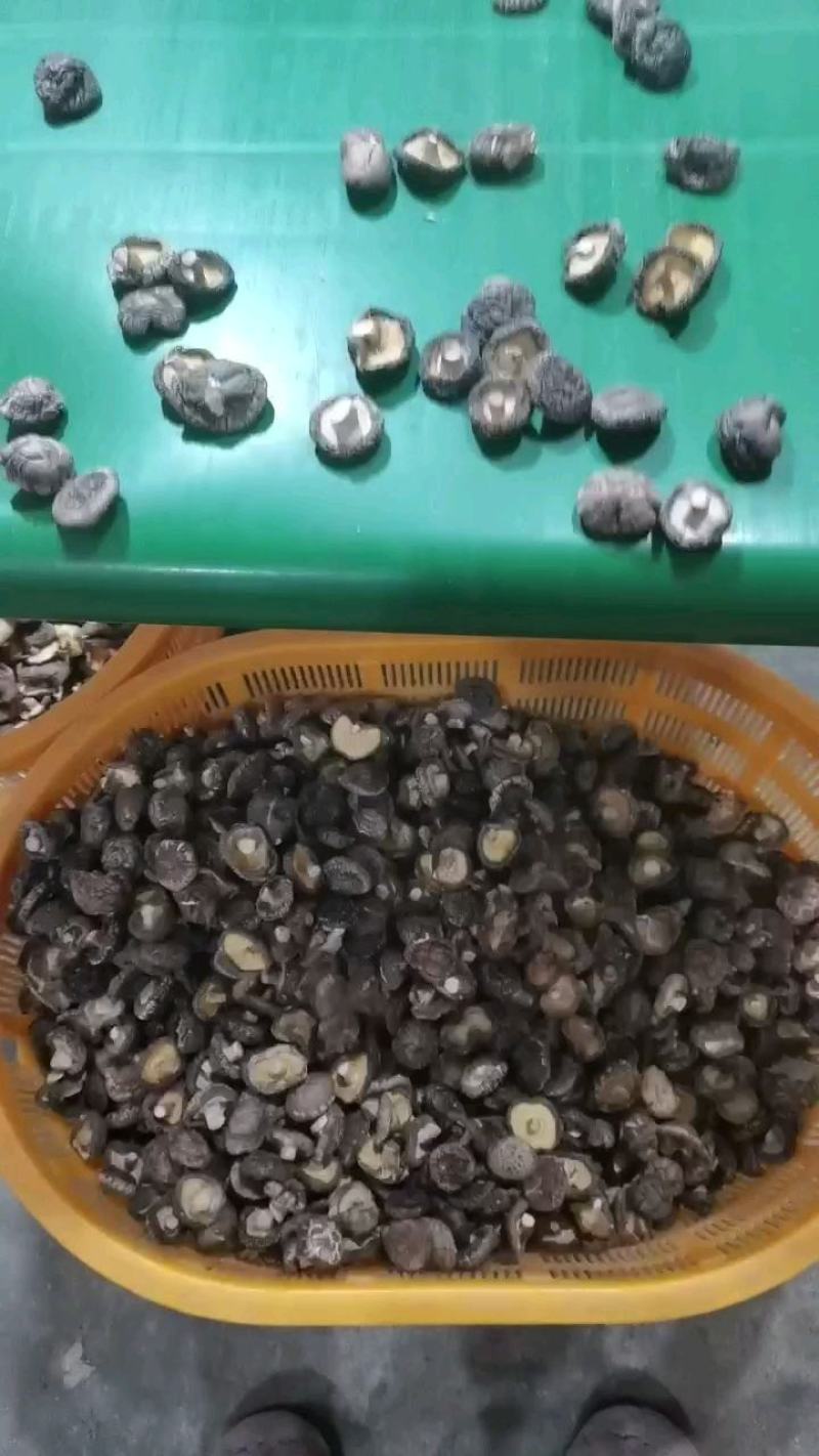 新货小香菇春载菇2—3公分原产地直销量大从优一手货源
