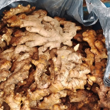 生姜老姜大量供货广西柳州市瑶山香辣火姜