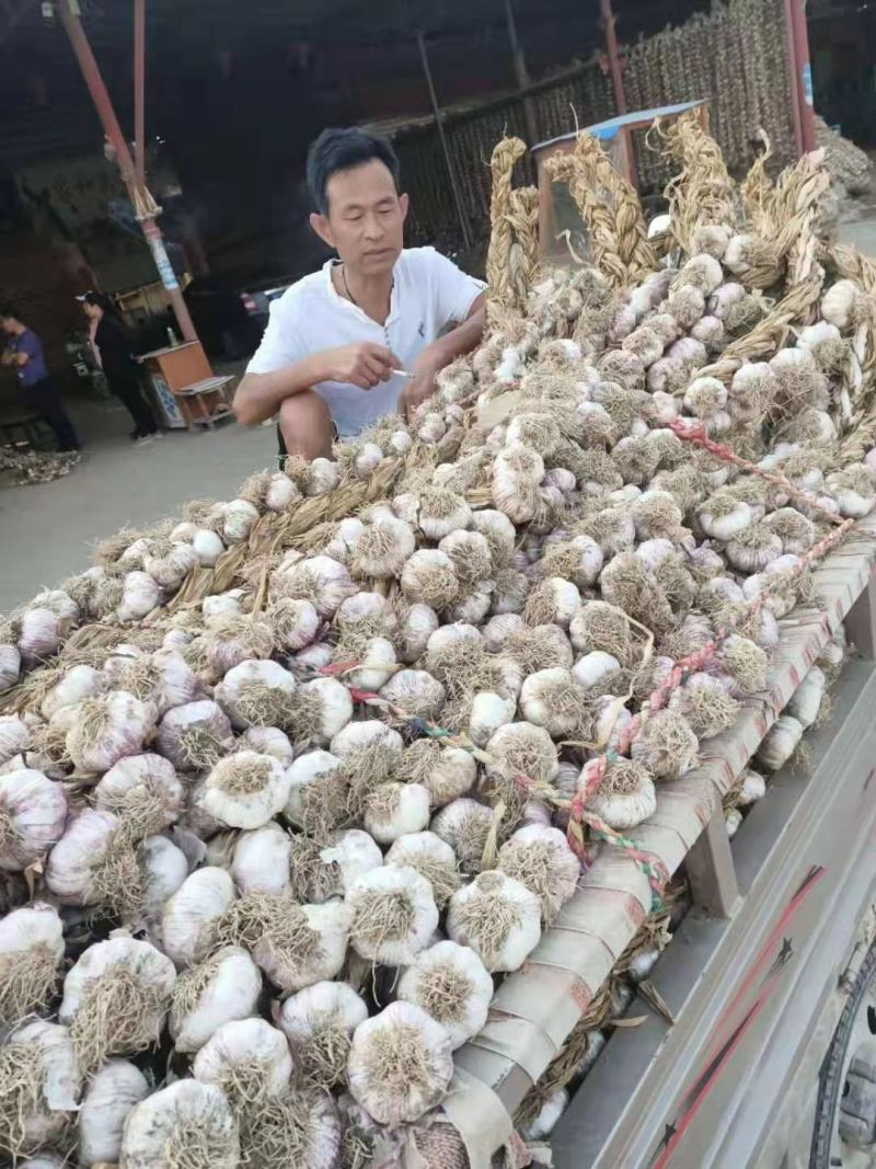 山东精品紫皮辫子蒜大量上市品质好有保障欢迎各地参考