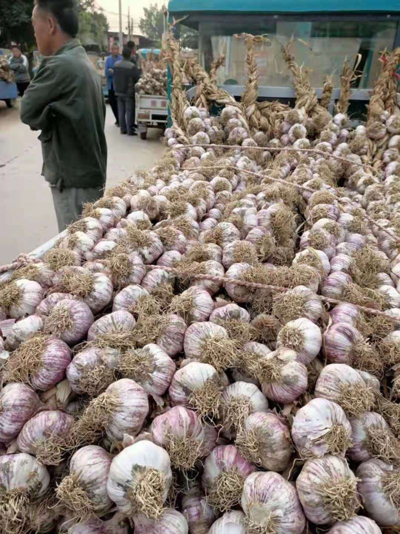山东精品紫皮辫子蒜大量上市品质好有保障欢迎各地参考