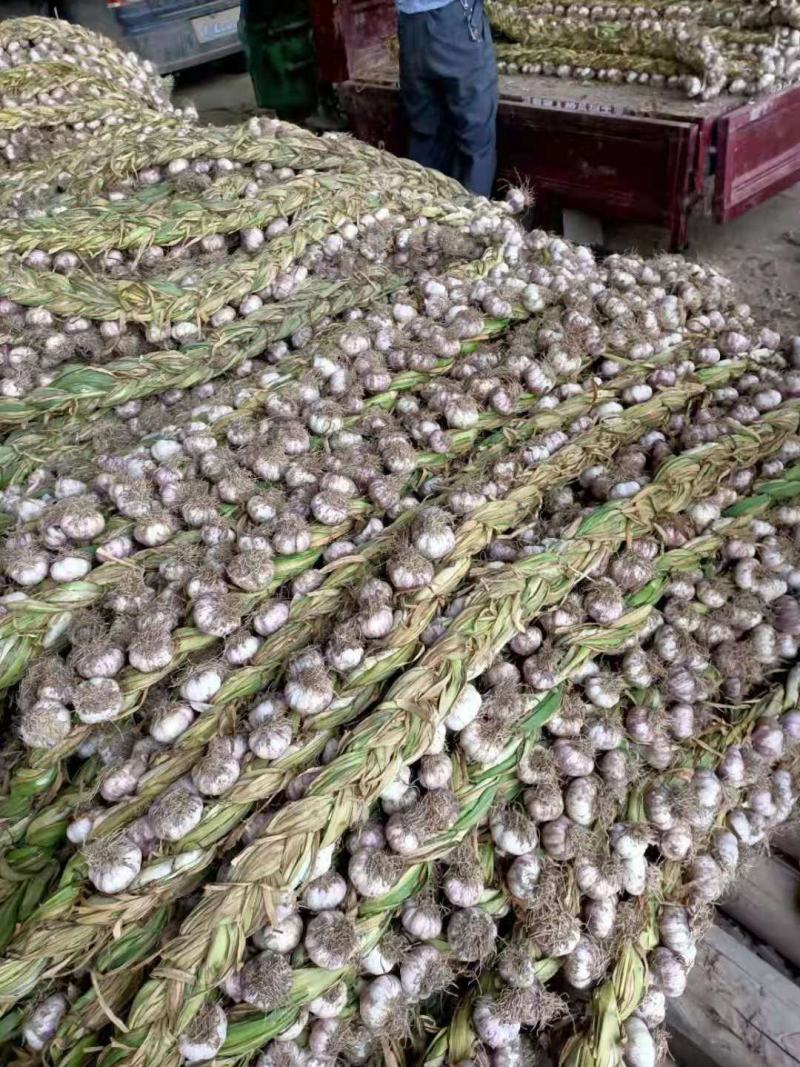 山东精品紫皮辫子蒜大量上市品质好有保障欢迎各地参考