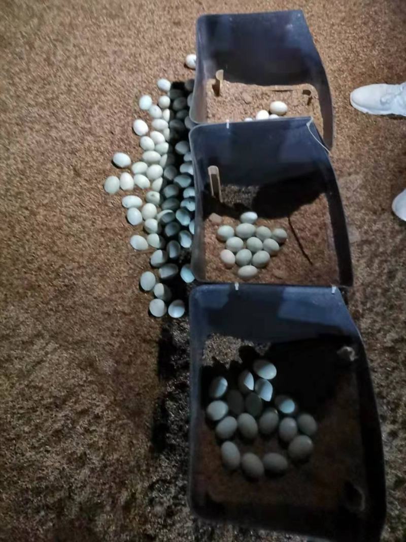 鸭蛋鲜鸭蛋青壳蛋蛋品干净品质上乘长期供应