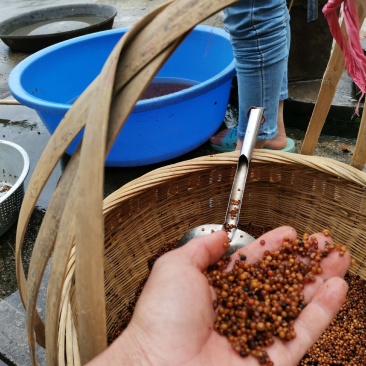 广西广东湖南地区采摘野生家种白肉土茯苓种子