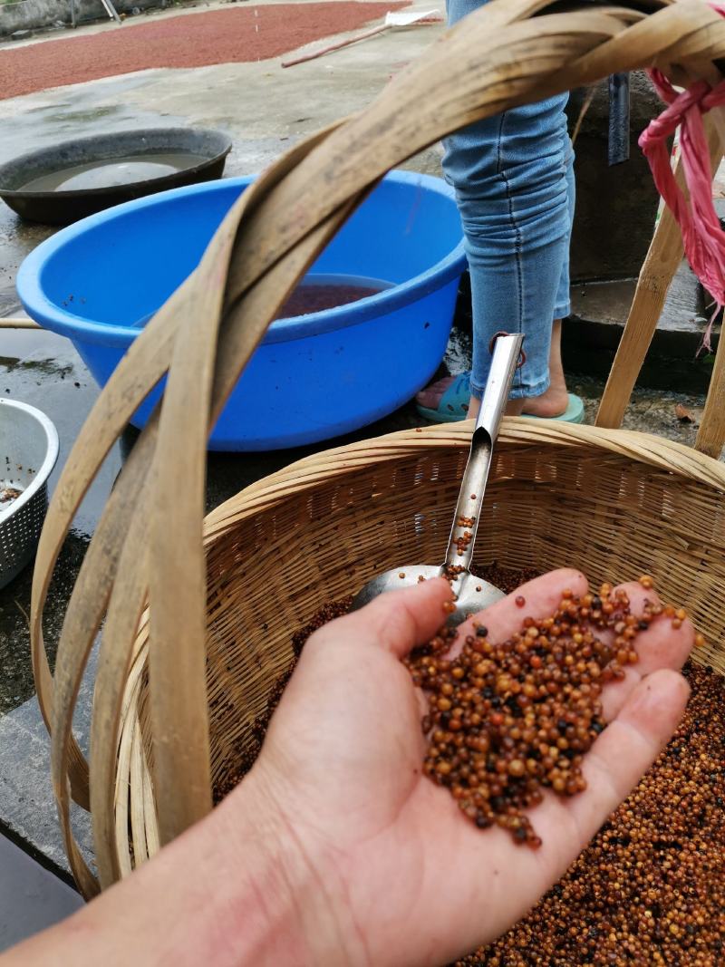 广西广东湖南地区采摘野生家种白肉土茯苓种子