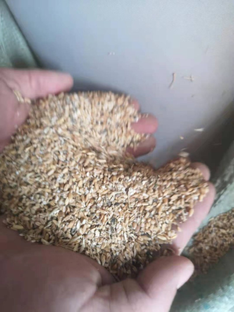 ，碎小麦，喂牛羊猪，鸡鸭鹅，养殖专用！！！