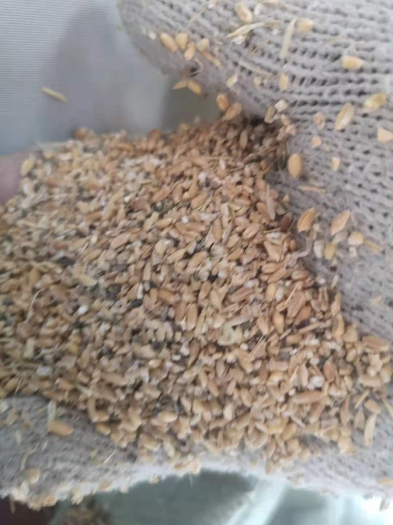 ，碎小麦，喂牛羊猪，鸡鸭鹅，养殖专用！！！