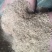，碎小麦，喂牛羊猪，鸡鸭鹅，养殖专用！！！