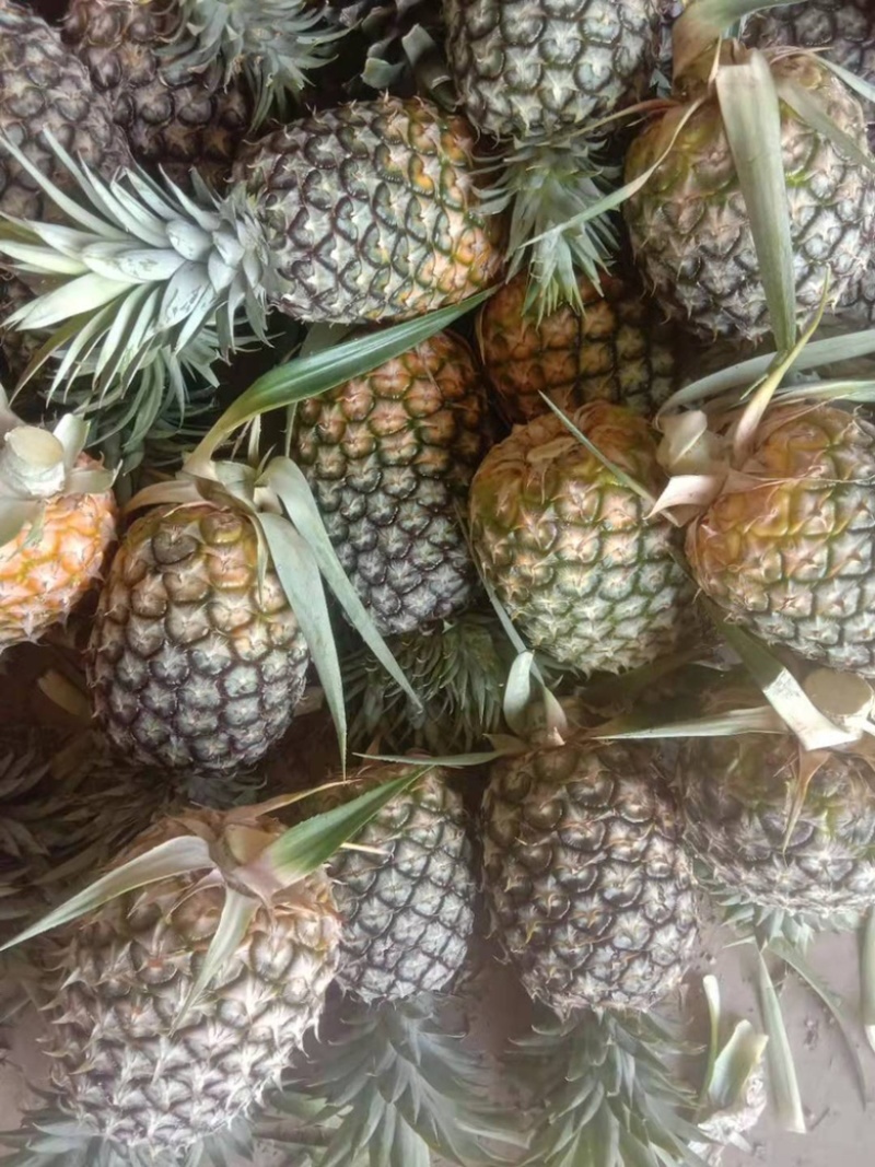 西双版纳无眼凤梨，精品凤梨，一手货源，产地直发。