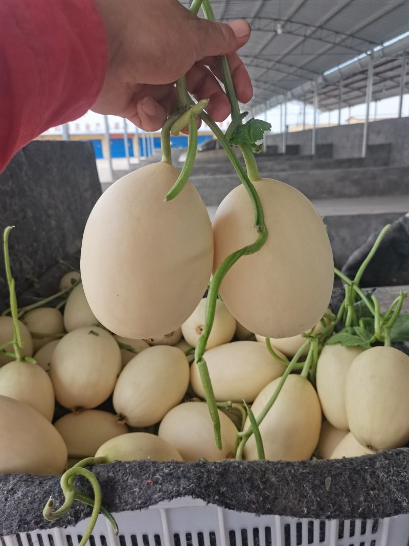 【优质商家】河南安阳甜瓜八里香甜瓜，代办，代发，