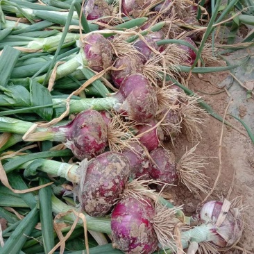 蔬菜洋葱