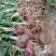 蔬菜洋葱