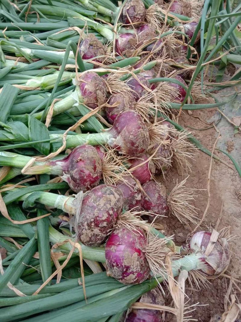蔬菜洋葱