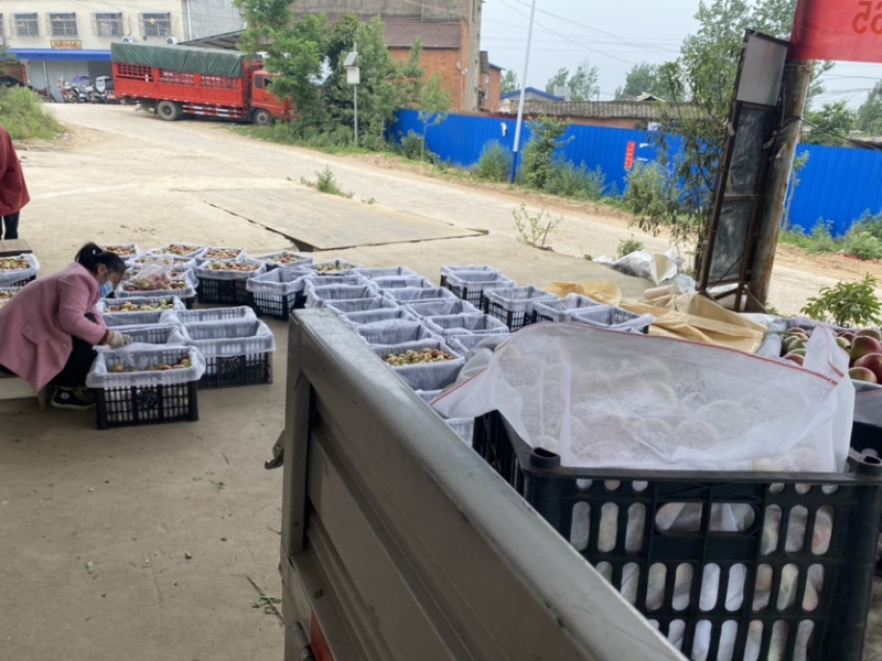 湖北随县桃子正在大量上市中，特色个头大口感好，品种齐全。