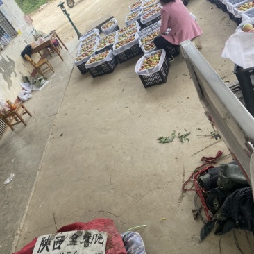 湖北随县桃子正在大量上市中，特色个头大口感好，品种齐全。